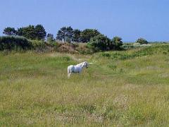 129 Ile de Batz_000052